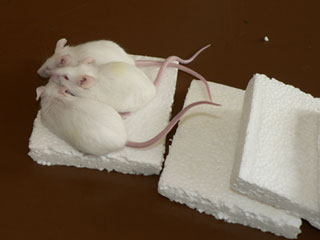 Мыши едят пенопласт